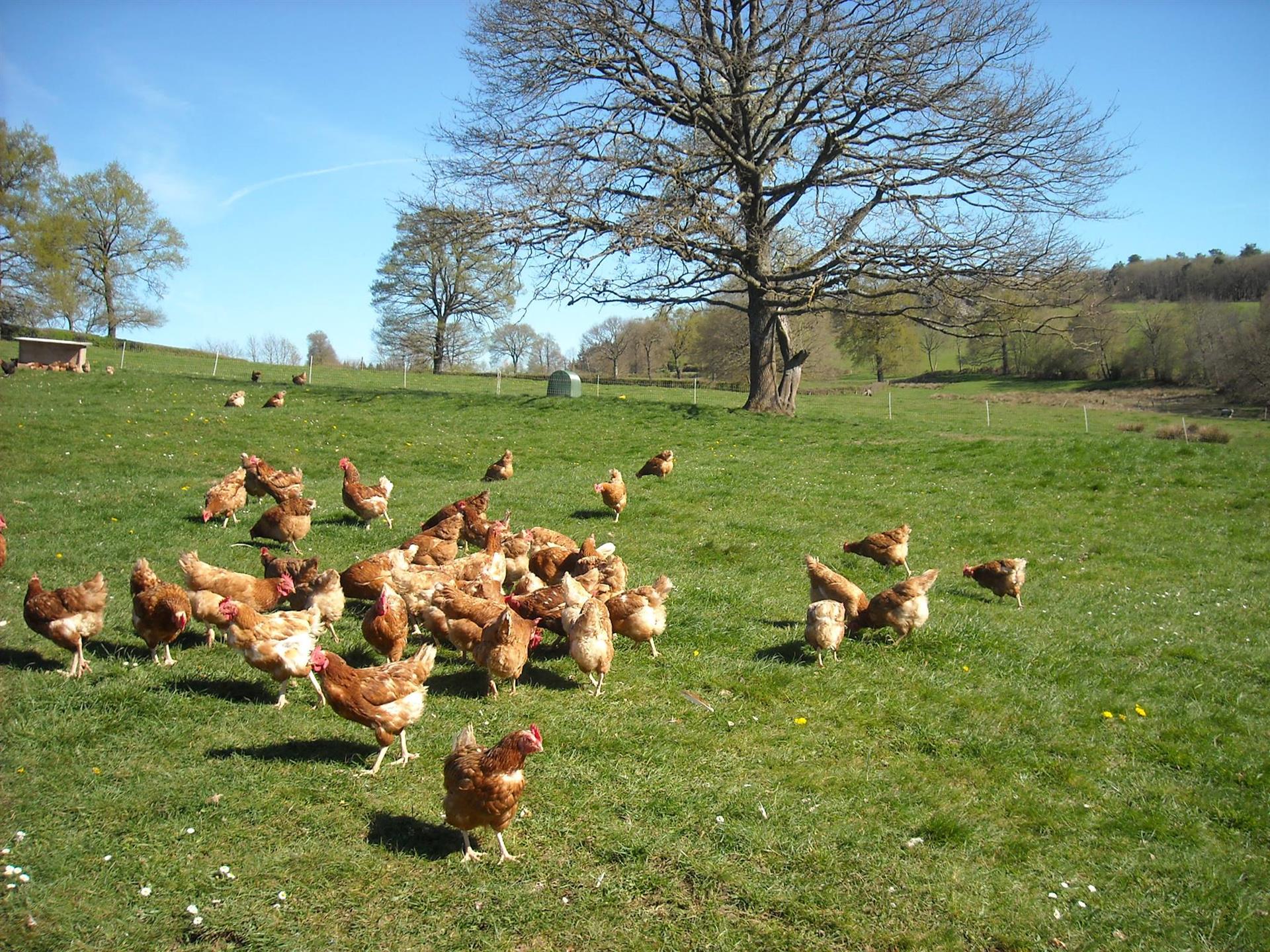 Ferme de la Chassaigne