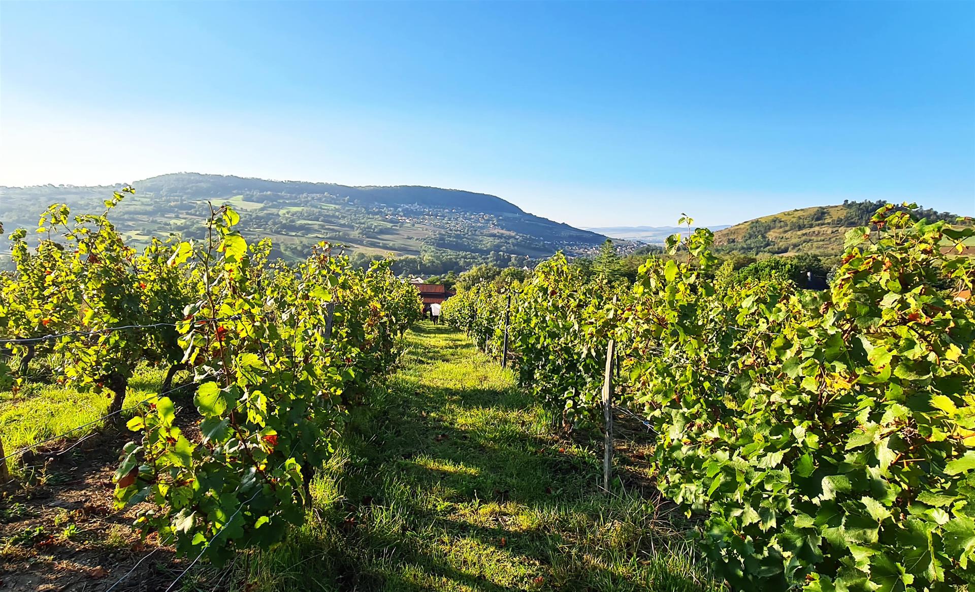Domaine des Trouillères Domaine des Trouillères