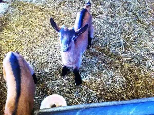 Ferme Chez Babiau